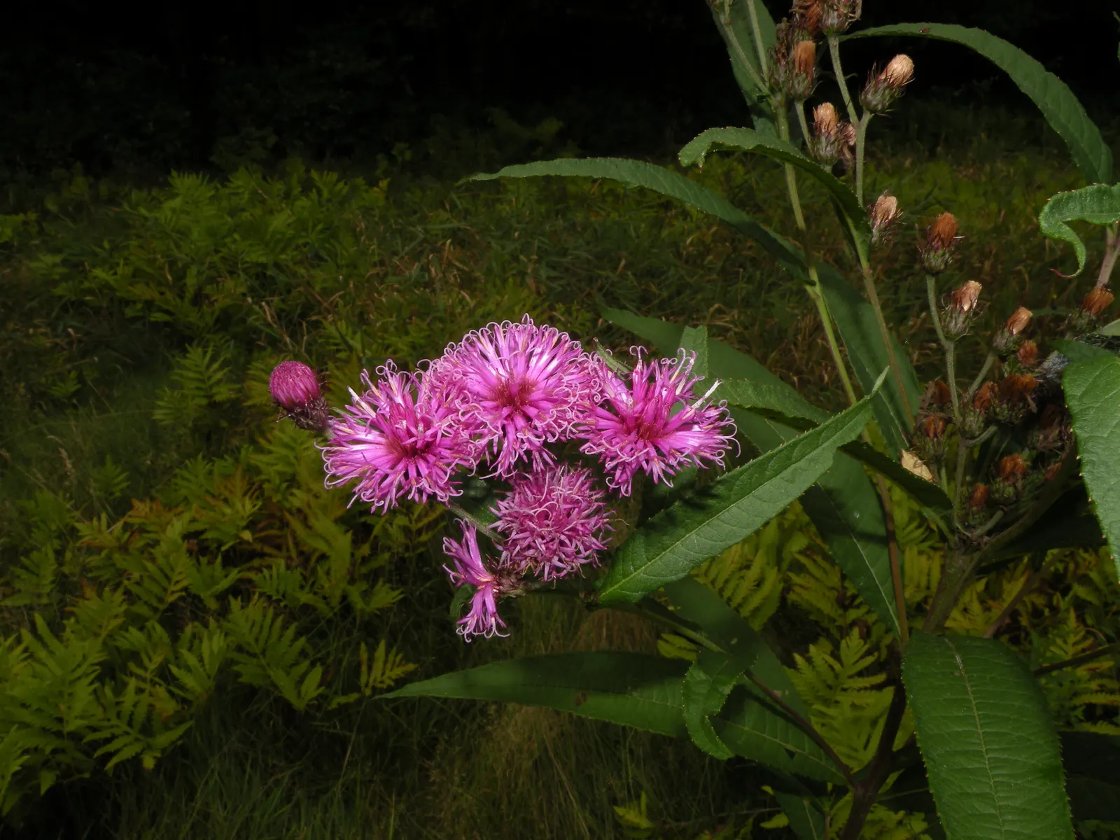 New York Ironweed (Vernonia Noveboracensis) — providing a vital nectar source for butterflies and a refuge for beneficial insects