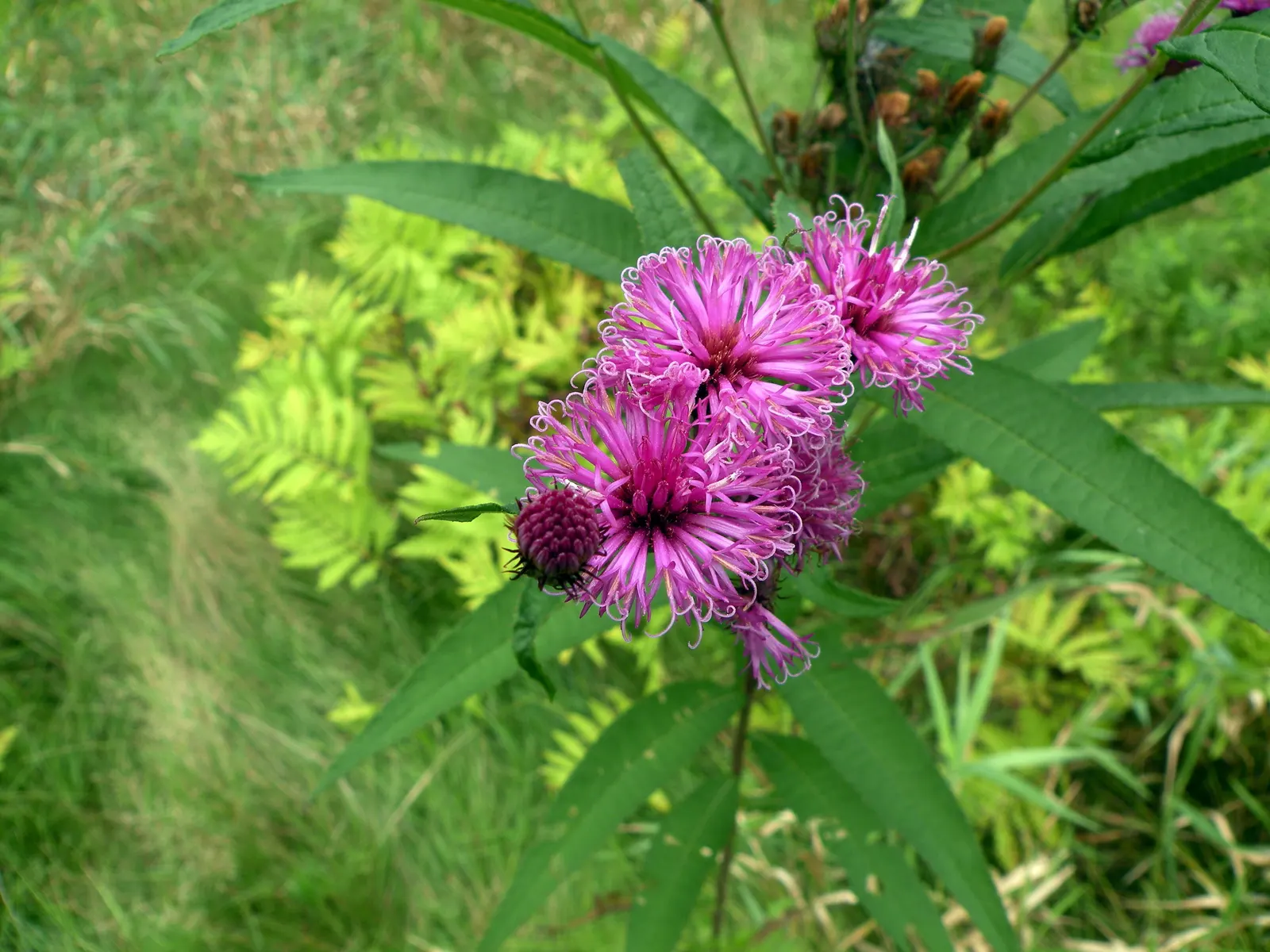 New York Ironweed (Vernonia Noveboracensis) — it flourishes in moist to wet soils; although it prefers moist