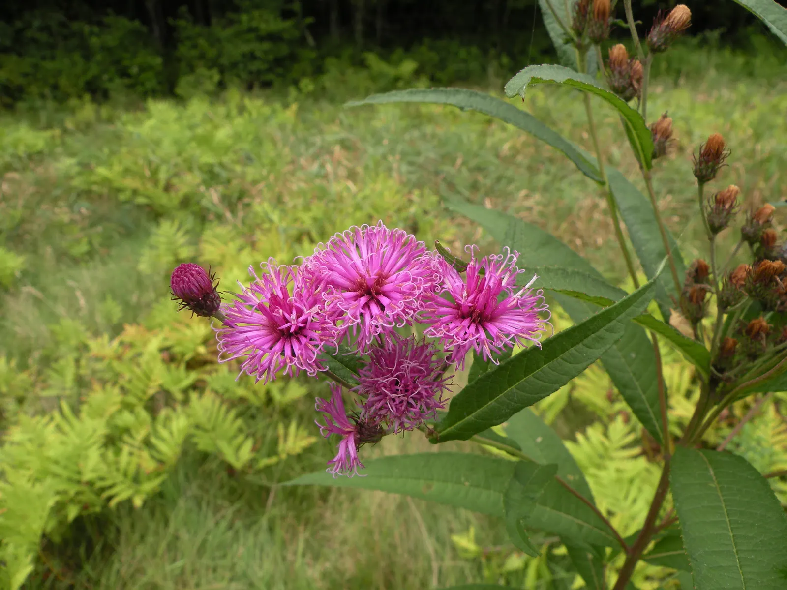 New York Ironweed (Vernonia Noveboracensis) — perennial for full