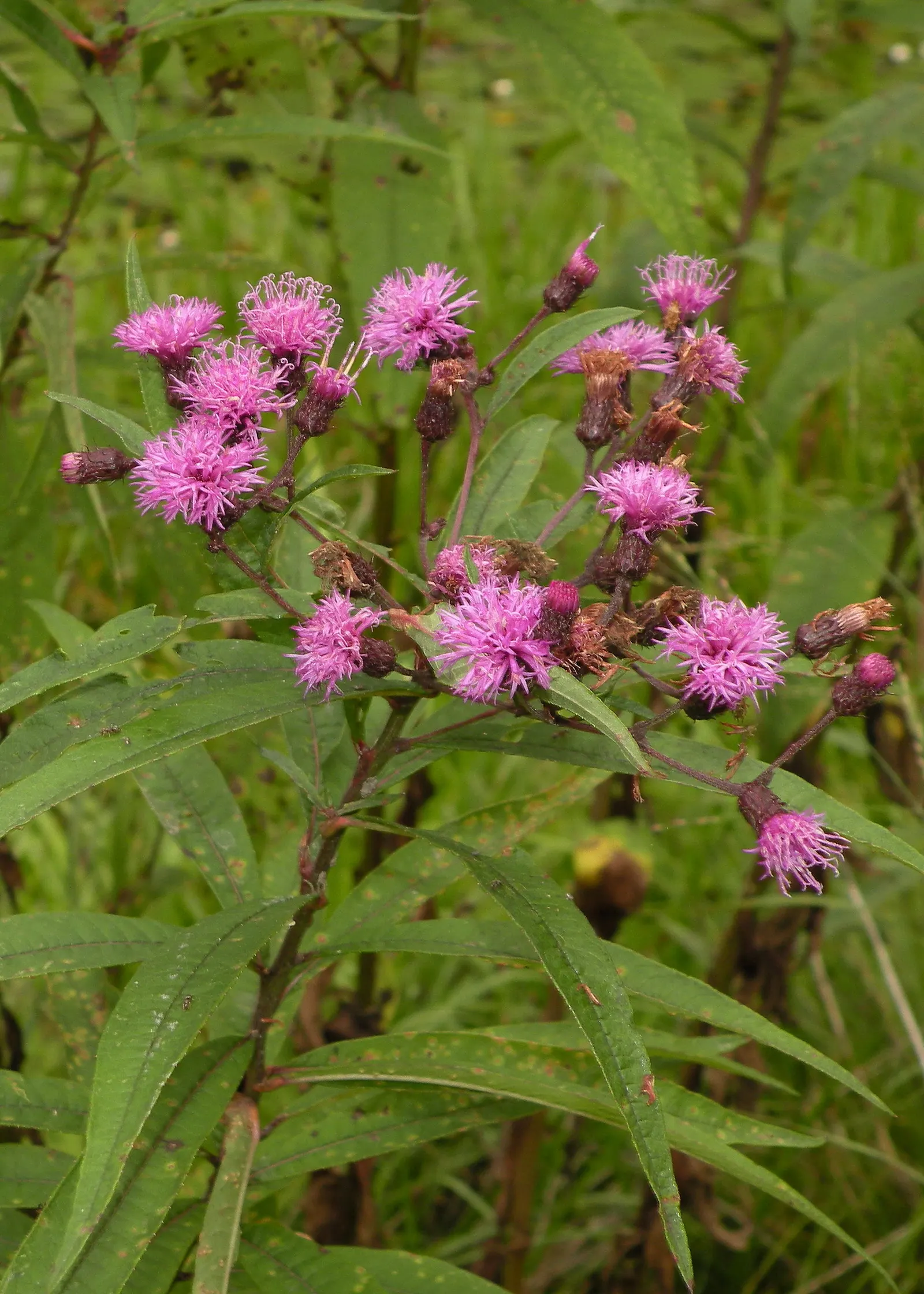 New York Ironweed (Vernonia Noveboracensis) — Standing tall at an average height of 5 to 7 feet