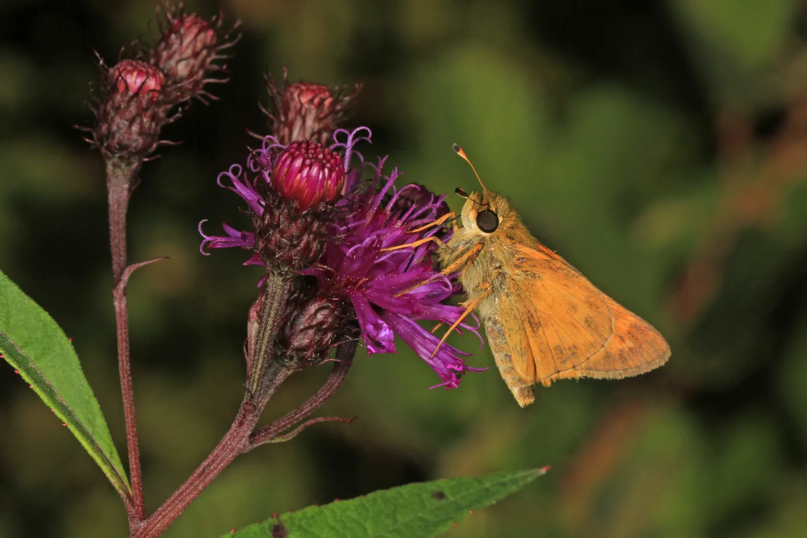New York Ironweed (Vernonia Noveboracensis) — with a spread of about 2 to 3 feet