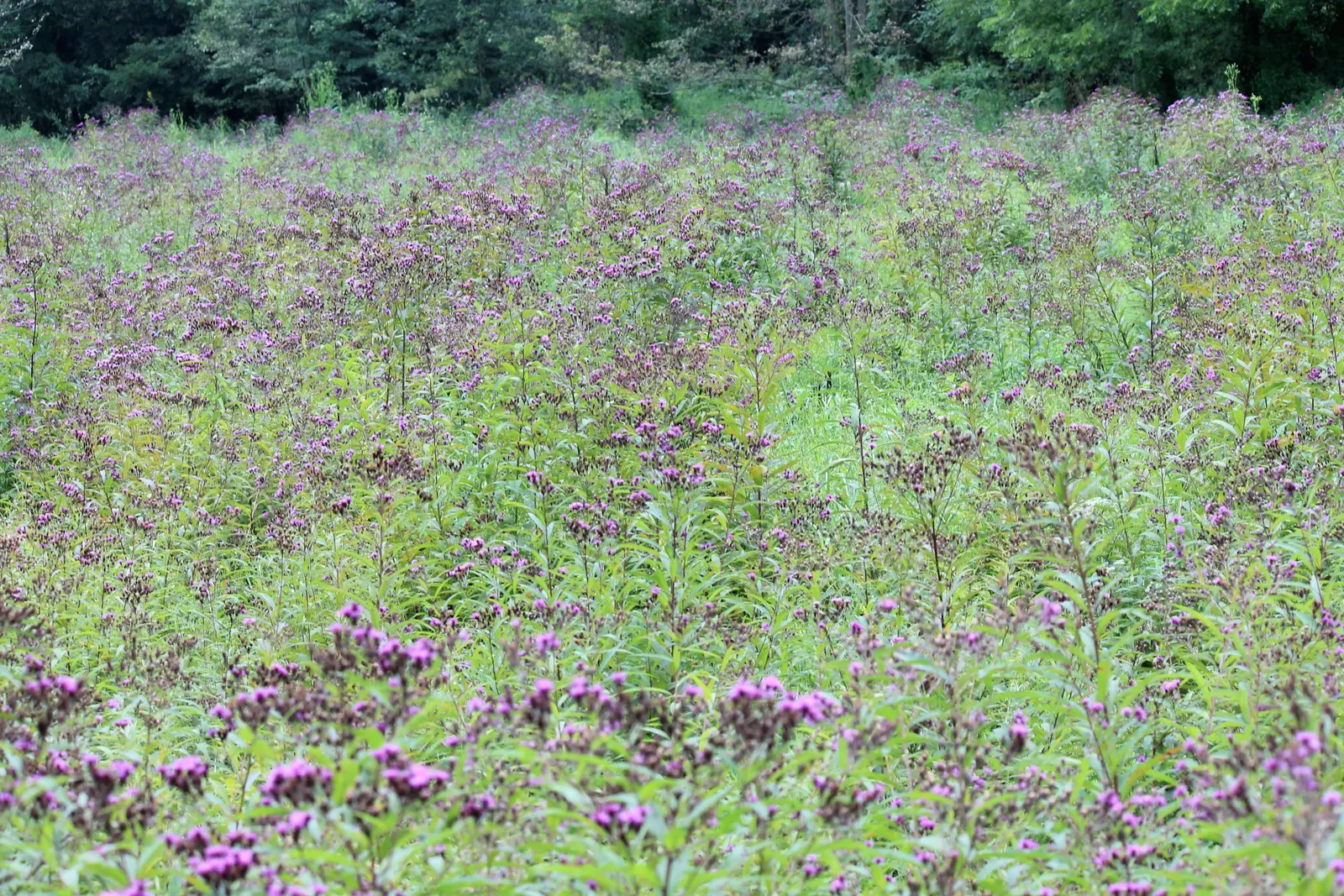 New York Ironweed (Vernonia Noveboracensis) — it flourishes in moist to wet soils