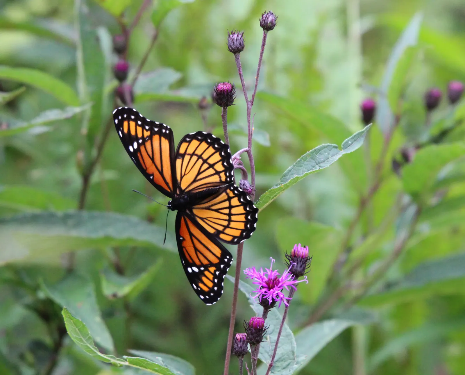 New York Ironweed (Vernonia Noveboracensis) — ensuring its statuesque blooms remain unspoiled in the landscape.<br><br>Maintenance is minimal