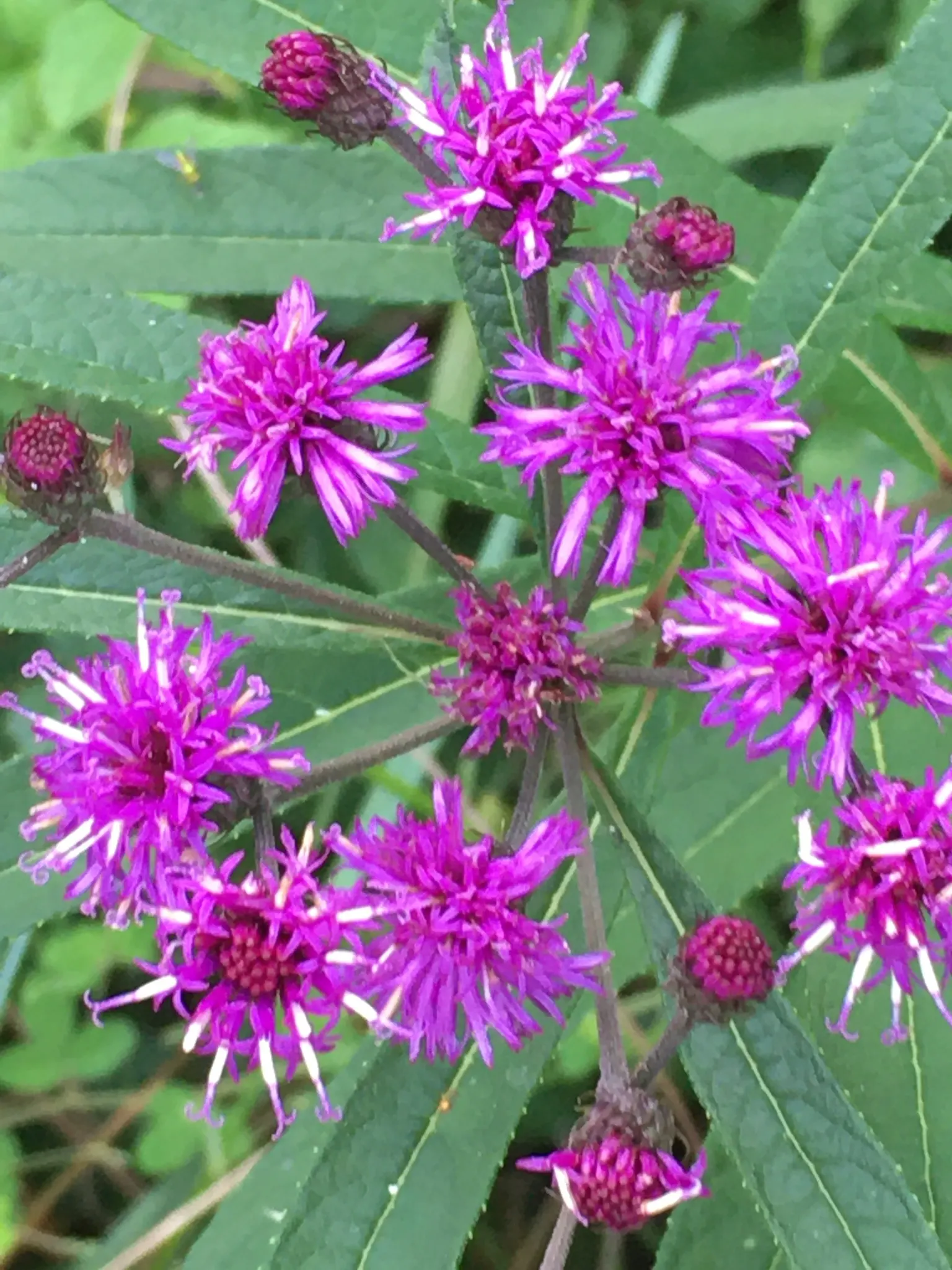 New York Ironweed (Vernonia Noveboracensis) — although it prefers moist