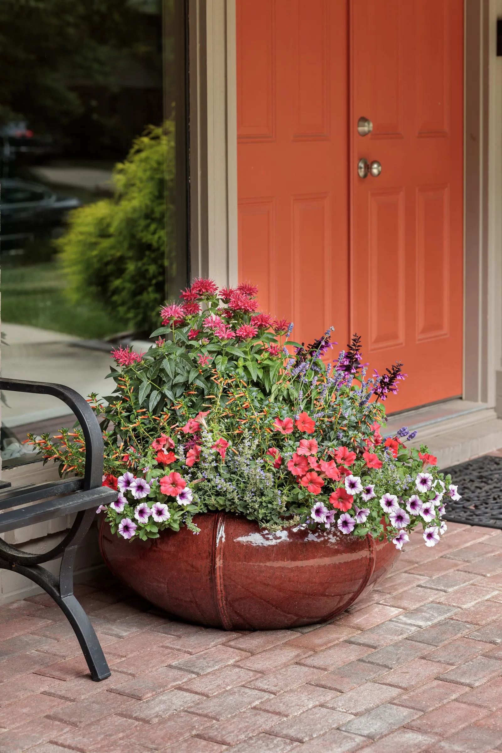 Vermillionaire® Large Firecracker Plant (Cuphea ignea) — where its fine-textured flowers weave beautifully among salvia; it does not require heavy, image 142