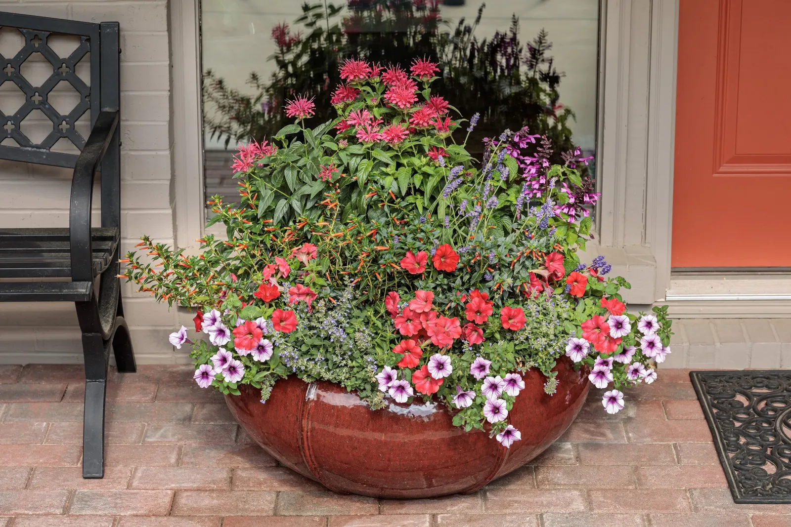 Pink Salvia — The flowers are pink to fuchsia with a black calyx and very deep green foliage; and it will branch out and become even thicker and, image 32