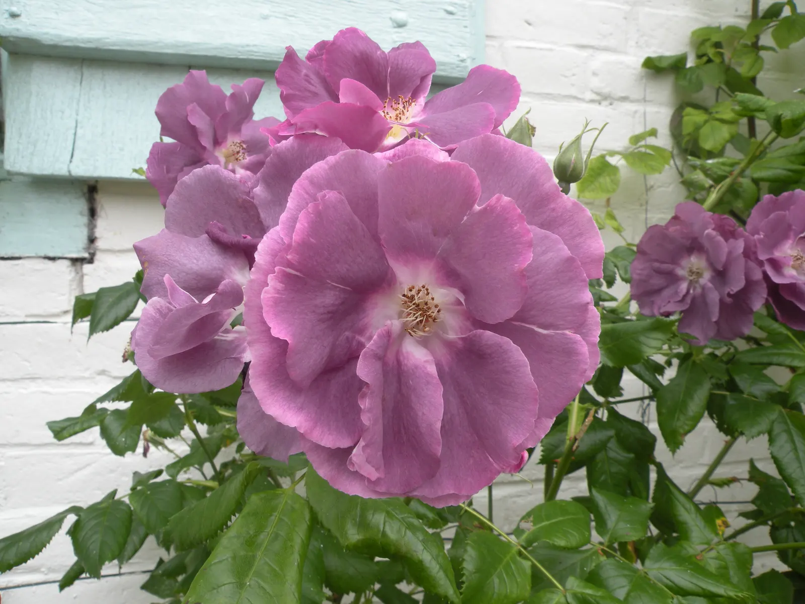 Purple Rose (Rosa 'Purple') — pink and purple flowers in the garden; unfurls from pointed buds to reveal a cluster of 25 to 30 petals