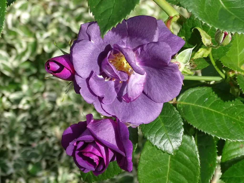 Purple Rose (Rosa 'Purple') — classified botanically as Rosa 'Angel Face'