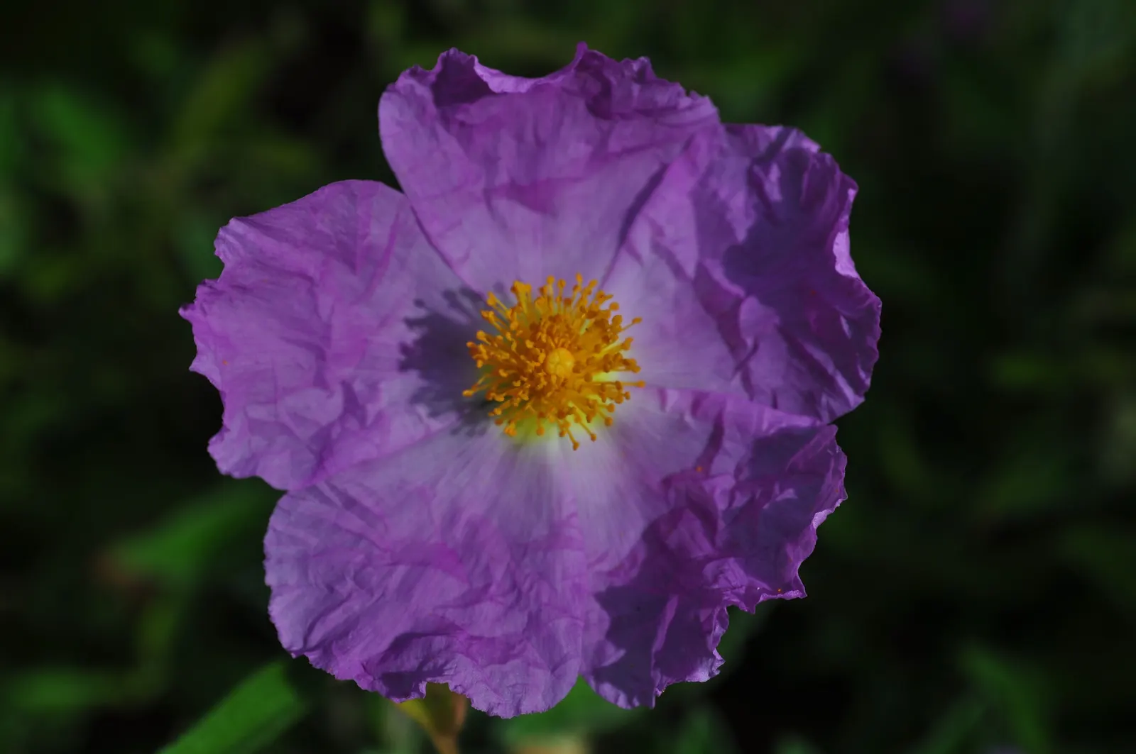 Purple Rose (Rosa 'Purple') — bushy habit makes them a fitting choice for residential landscapes; though in the colder end of this range