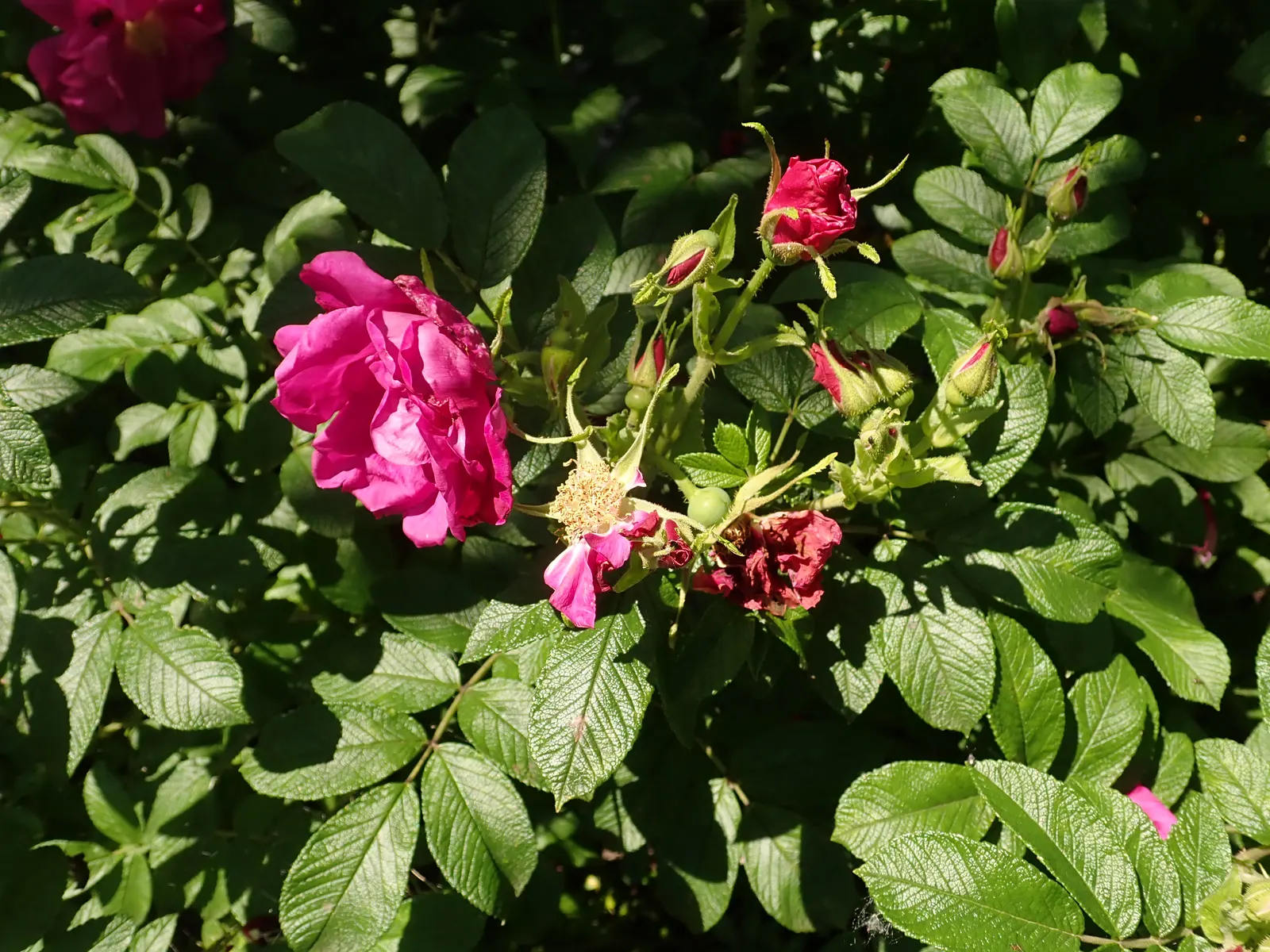 Purple Rose (Rosa 'Purple') — destined to become a treasured aspect of any client's garden; this compact shrub typically reaches 3-4 feet in height and width