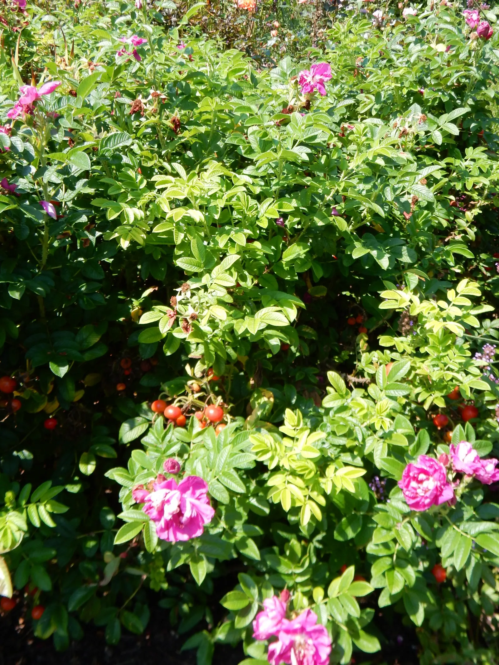 Purple Rose (Rosa 'Purple') — is a captivating floribunda variety renowned for its unique color and fragrance; a practice known as deadheading