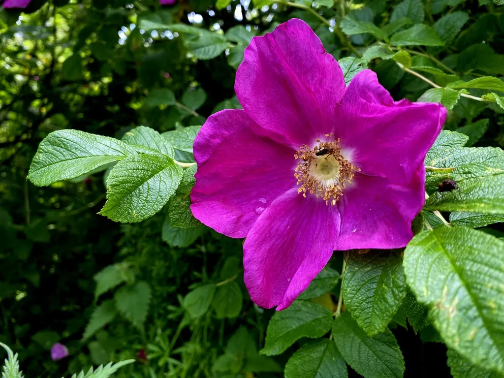 Purple Rose (Rosa 'Purple') — periodic inspections for common rose ailments such as rust; pink and purple flowers in the garden