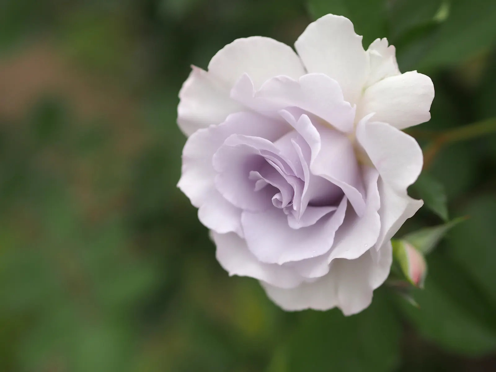Purple Rose (Rosa 'Purple') — Angel Face Roses create an alluring display when planted in groups or used as border plants; bushy habit makes them a fitting