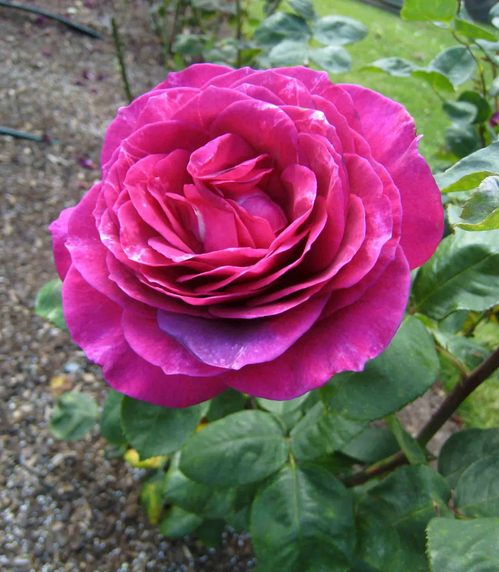 Purple Rose (Rosa 'Purple') — a practice known as deadheading; with its spectacular blooms and fragrance, image 89