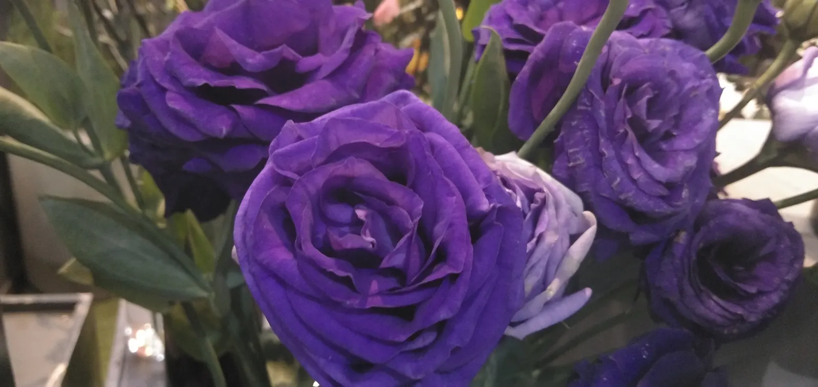 Purple Rose (Rosa 'Purple') — shrub for full; destined to become a treasured aspect of any client's garden
