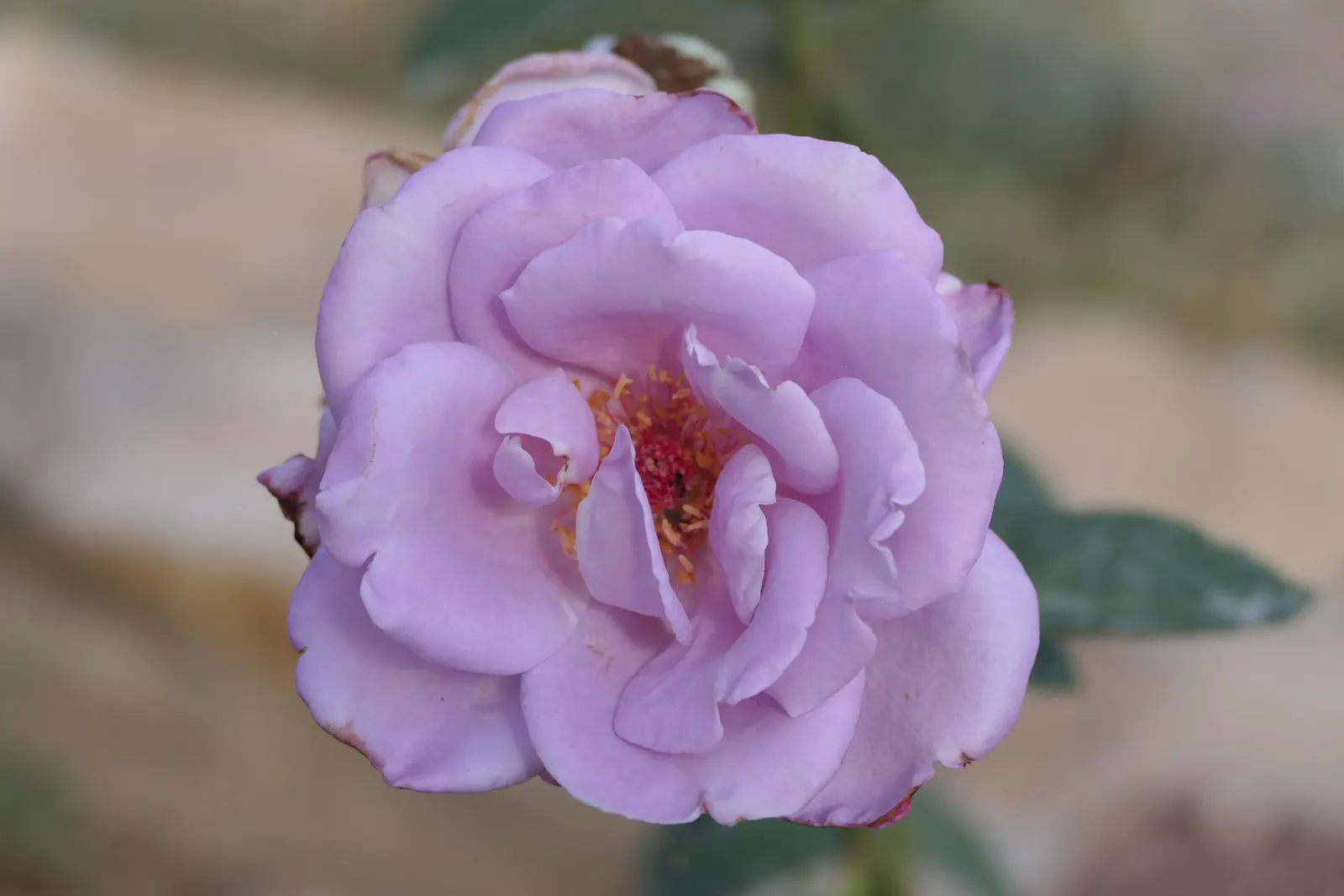 Purple Rose (Rosa 'Purple') — With its spectacular blooms and fragrance; they thrive in well-drained loamy soils with a pH range from 5.6 to 6.5, image 70