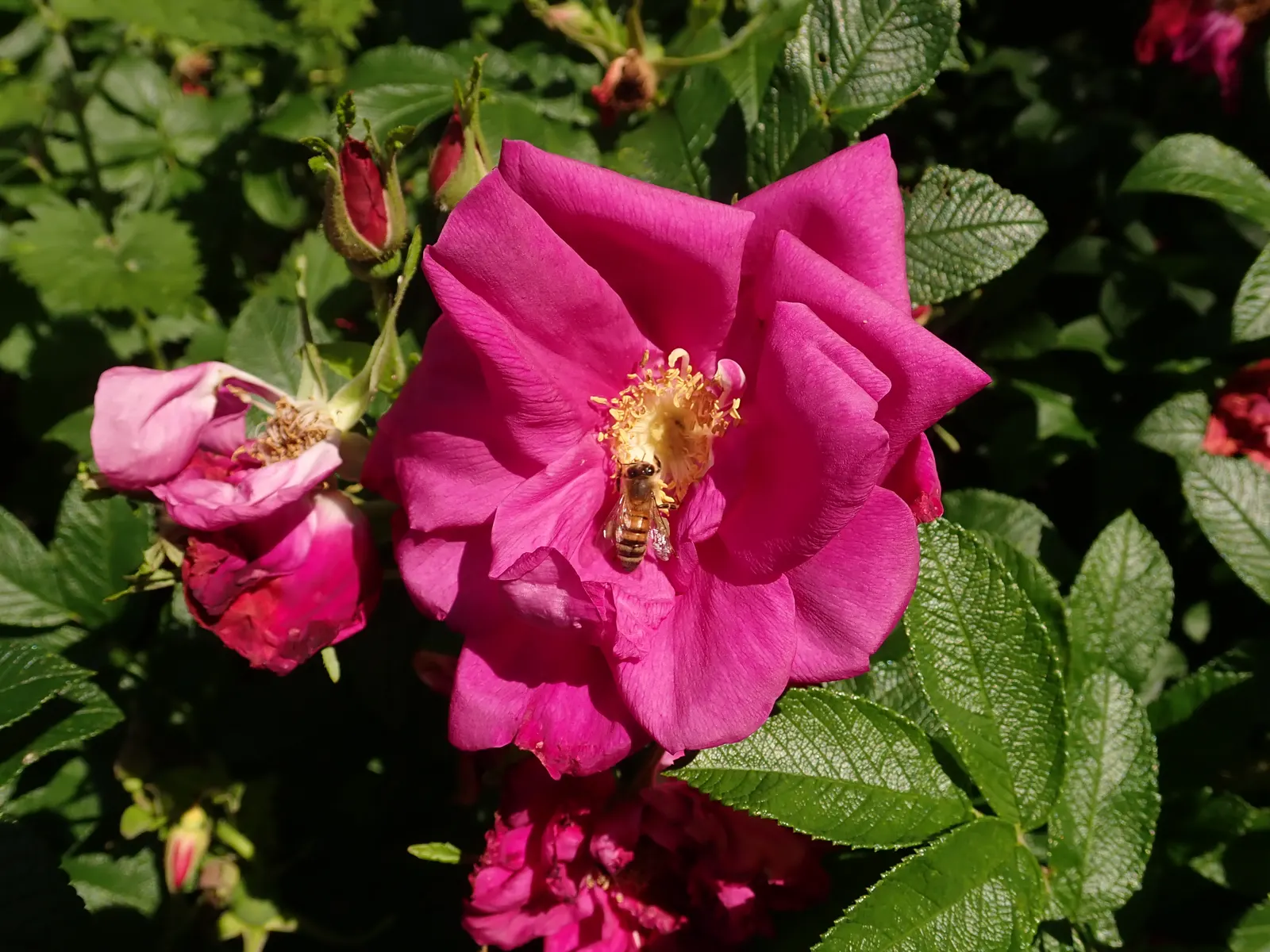 Purple Rose (Rosa 'Purple') — where space can be at a premium.<br><br>Preferring full sun exposure; shrub with pink and purple blooms, image 61