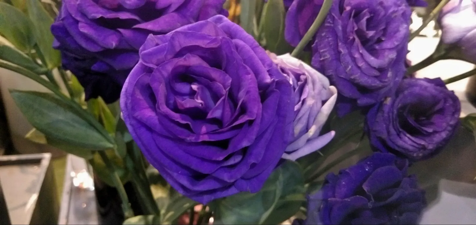 Purple Rose (Rosa 'Purple') — unfurls from pointed buds to reveal a cluster of 25 to 30 petals; it's an excellent choice for mixed borders or as a, image 58