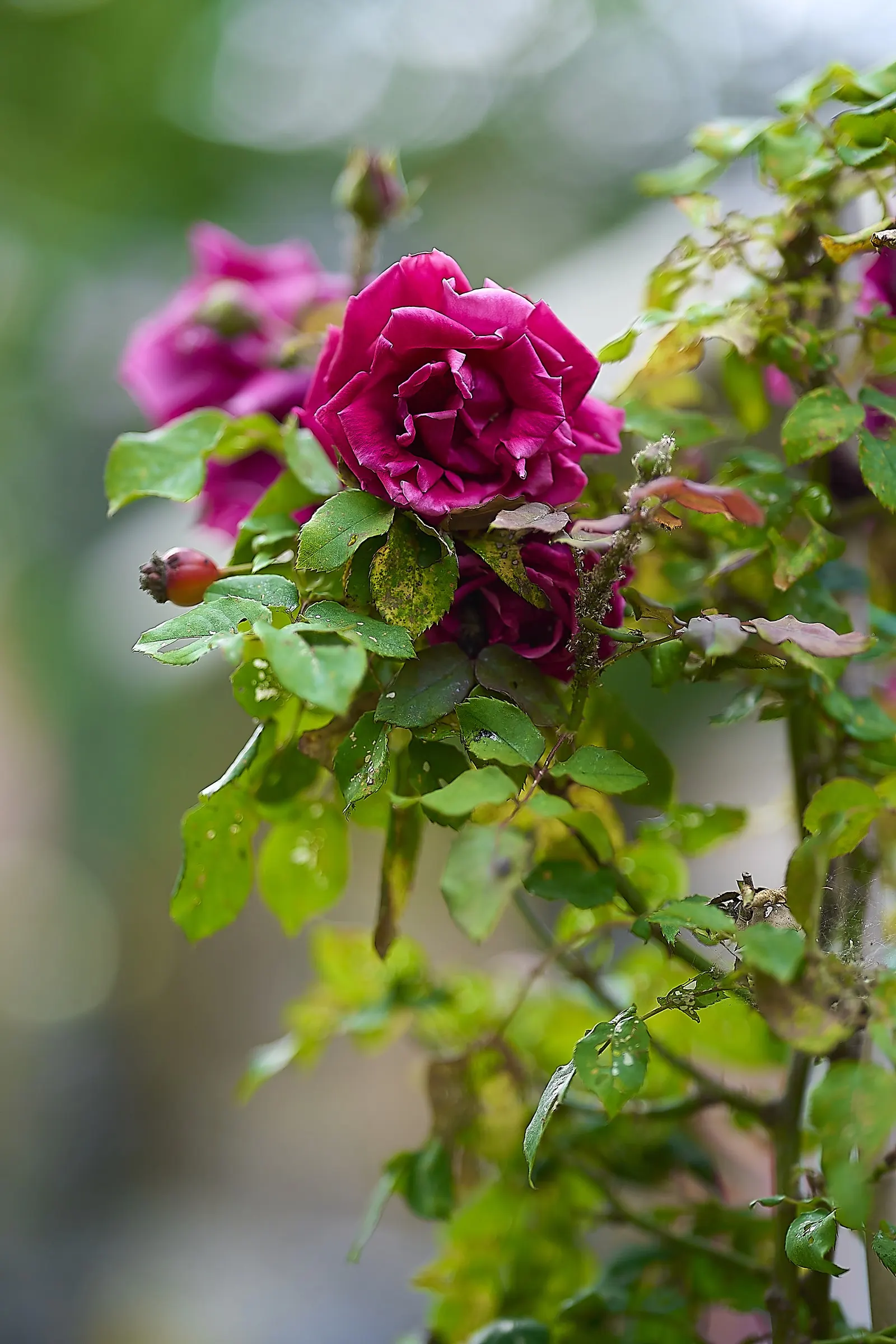 Purple Rose (Rosa 'Purple') — classified botanically as Rosa 'Angel Face'; typically around 3-4 inches in diameter