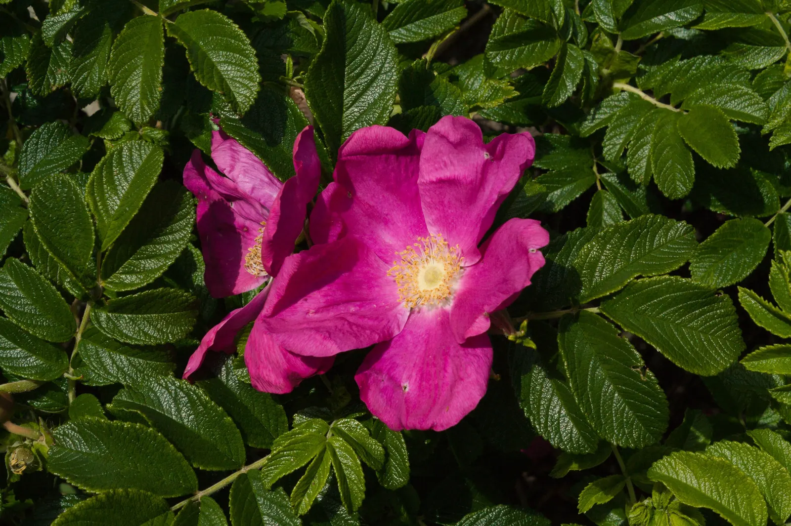 Purple Rose (Rosa 'Purple') — With its spectacular blooms and fragrance
