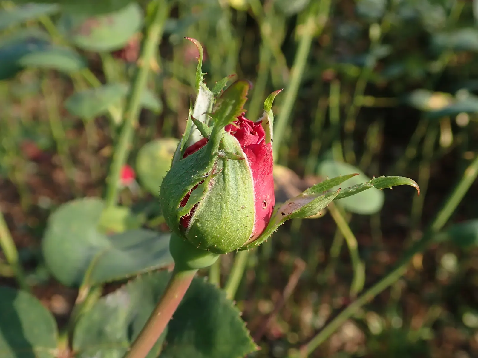 Purple Rose (Rosa 'Purple') — USDA hardiness for this variety spans zones 5 through 9