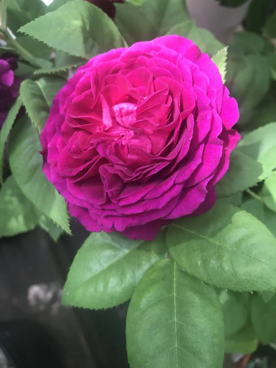 Purple Rose (Rosa 'Purple') — Angel Face Roses create an alluring display when planted in groups or used as border plants; bushy habit makes them a, image 59