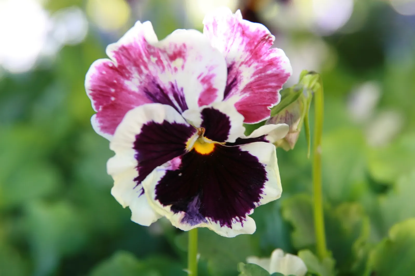 Purple Rose (Rosa 'Purple') — With a full sun preference and moderate watering needs