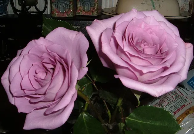 Purple Rose (Rosa 'Purple') — shrub with pink and purple blooms; which encourages further blooming