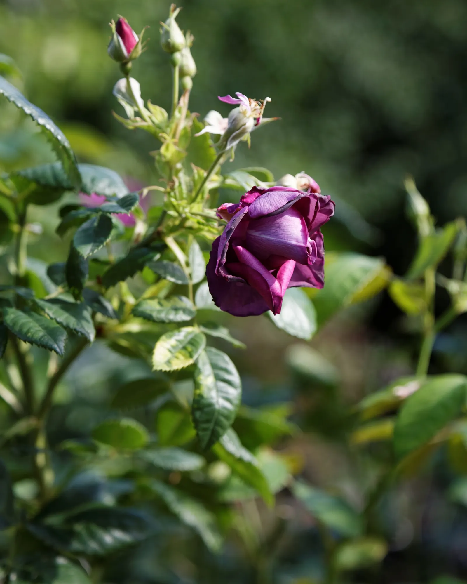 Purple Rose (Rosa 'Purple') — With a full sun preference and moderate watering needs; where space can be at a premium.<br><br>Preferring full sun exposure