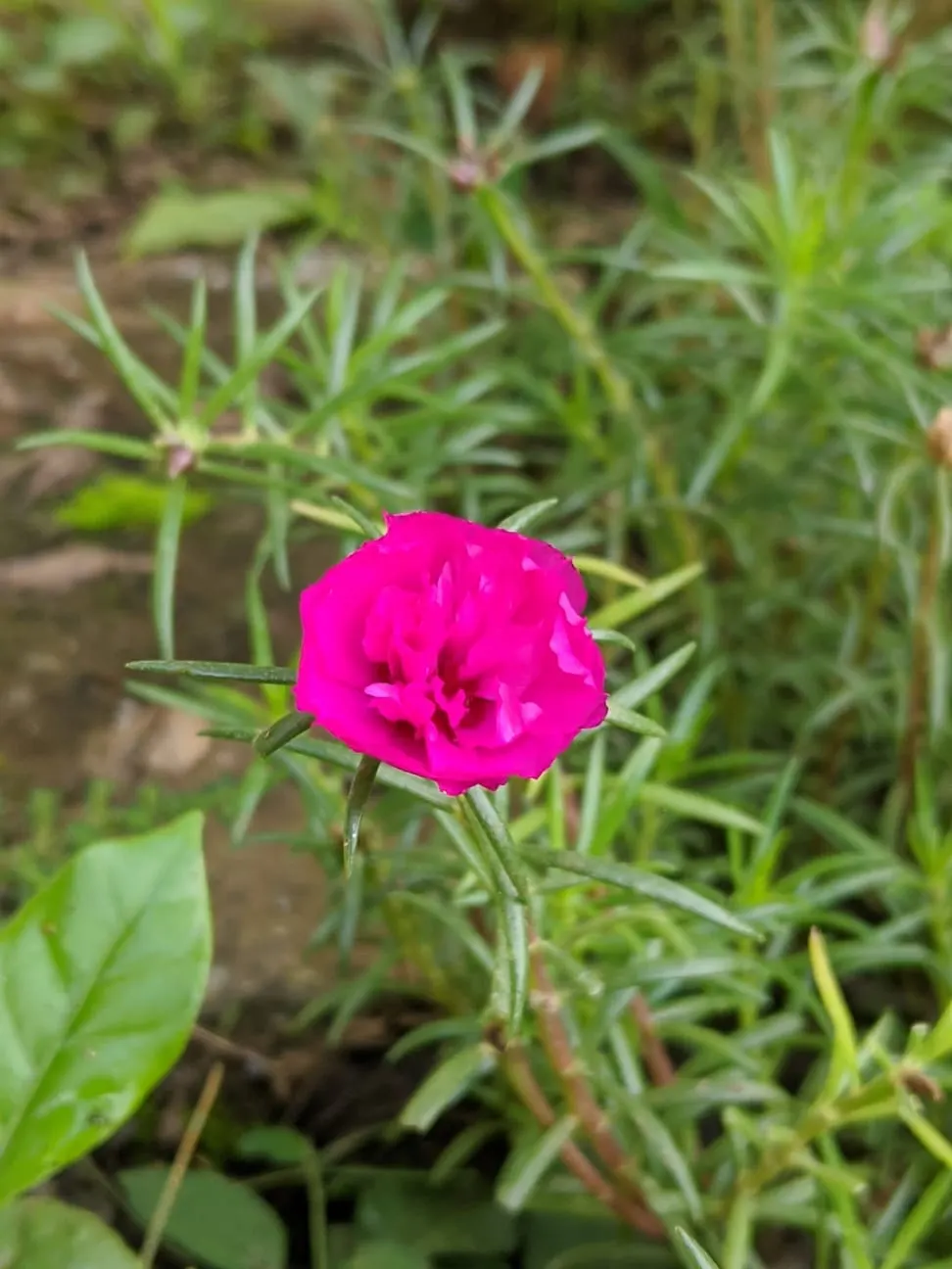 Purple Rose (Rosa 'Purple') — the Angel Face Rose is a superb addition to the cultivated landscape