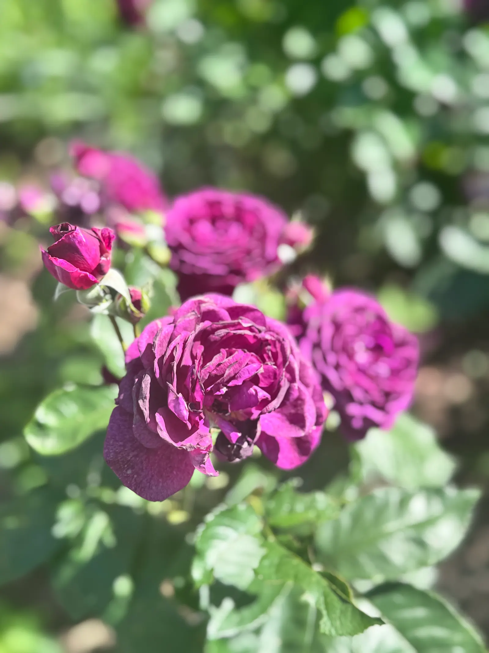 Purple Rose (Rosa 'Purple') — pink and purple flowers in the garden; unfurls from pointed buds to reveal a cluster of 25 to 30 petals, image 73