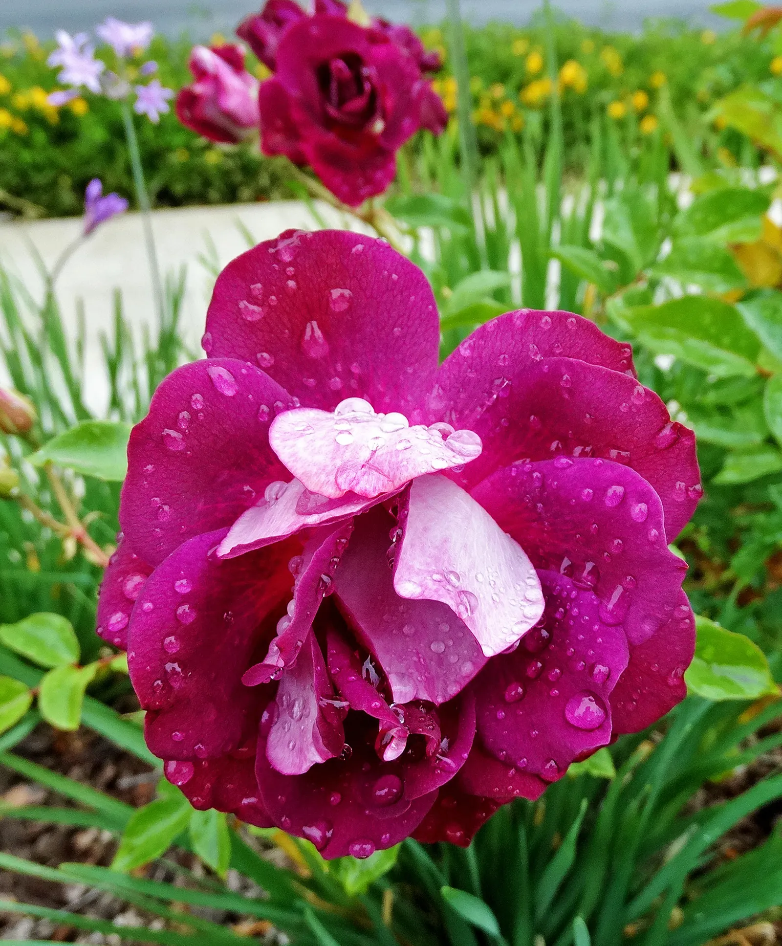 Purple Rose (Rosa 'Purple') — USDA hardiness for this variety spans zones 5 through 9; angel Face Roses create an alluring display when planted in, image 66