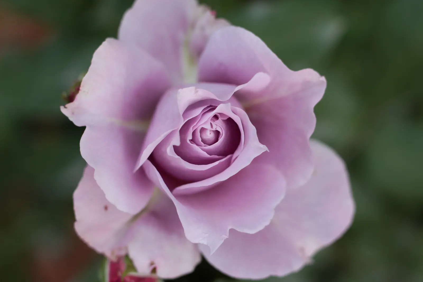 Purple Rose (Rosa 'Purple') — Regular deadheading promotes continuous blooming
