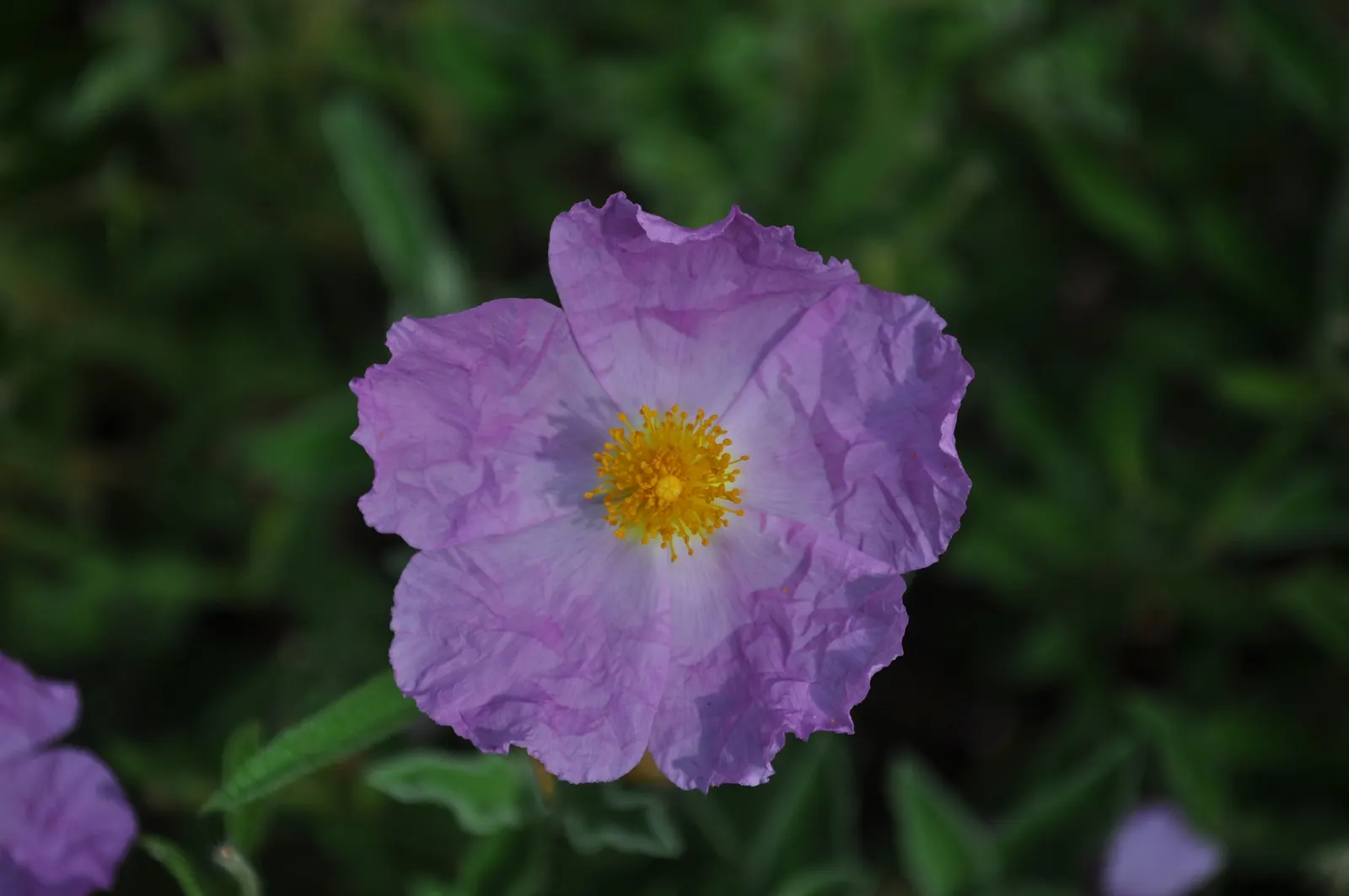 Purple Rose (Rosa 'Purple') — This compact shrub typically reaches 3-4 feet in height and width, thriving in USDA zones 5-9; regular deadheading promotes