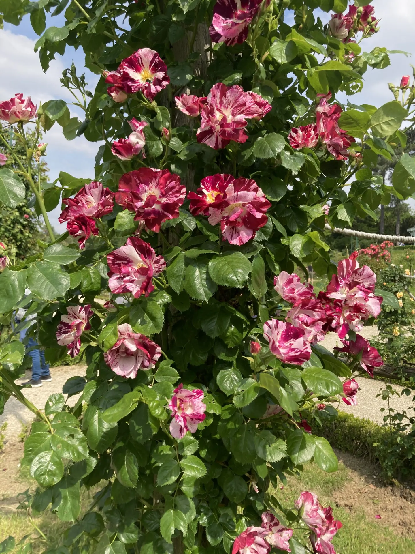Purple Rose (Rosa 'Purple') — they thrive in well-drained loamy soils with a pH range from 5.6 to 6.5; is a captivating floribunda variety renowned, image 87