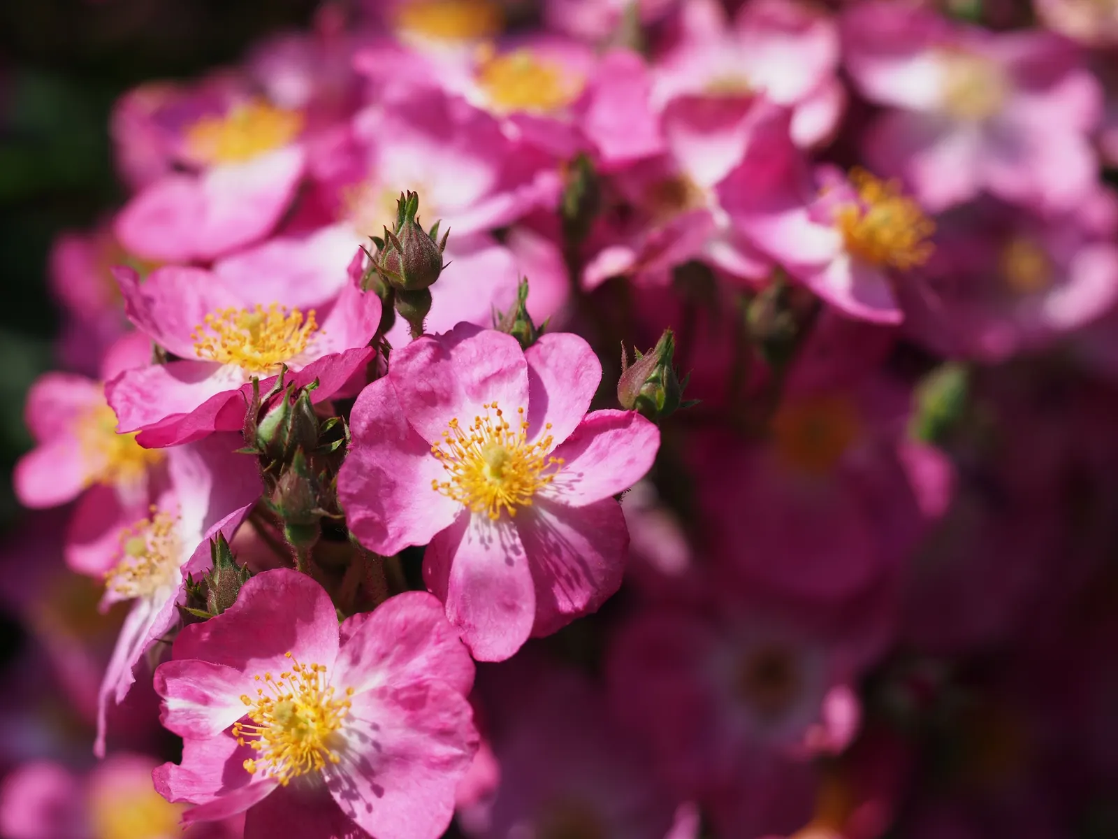Purple Rose (Rosa 'Purple') — a practice known as deadheading; with its spectacular blooms and fragrance
