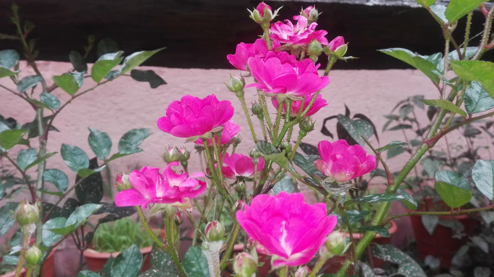 Purple Rose (Rosa 'Purple') — With a full sun preference and moderate watering needs; where space can be at a premium.<br><br>Preferring full sun, image 77