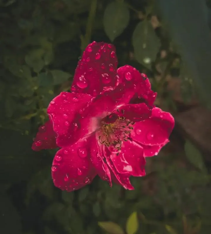 Purple Rose (Rosa 'Purple') — destined to become a treasured aspect of any client's garden