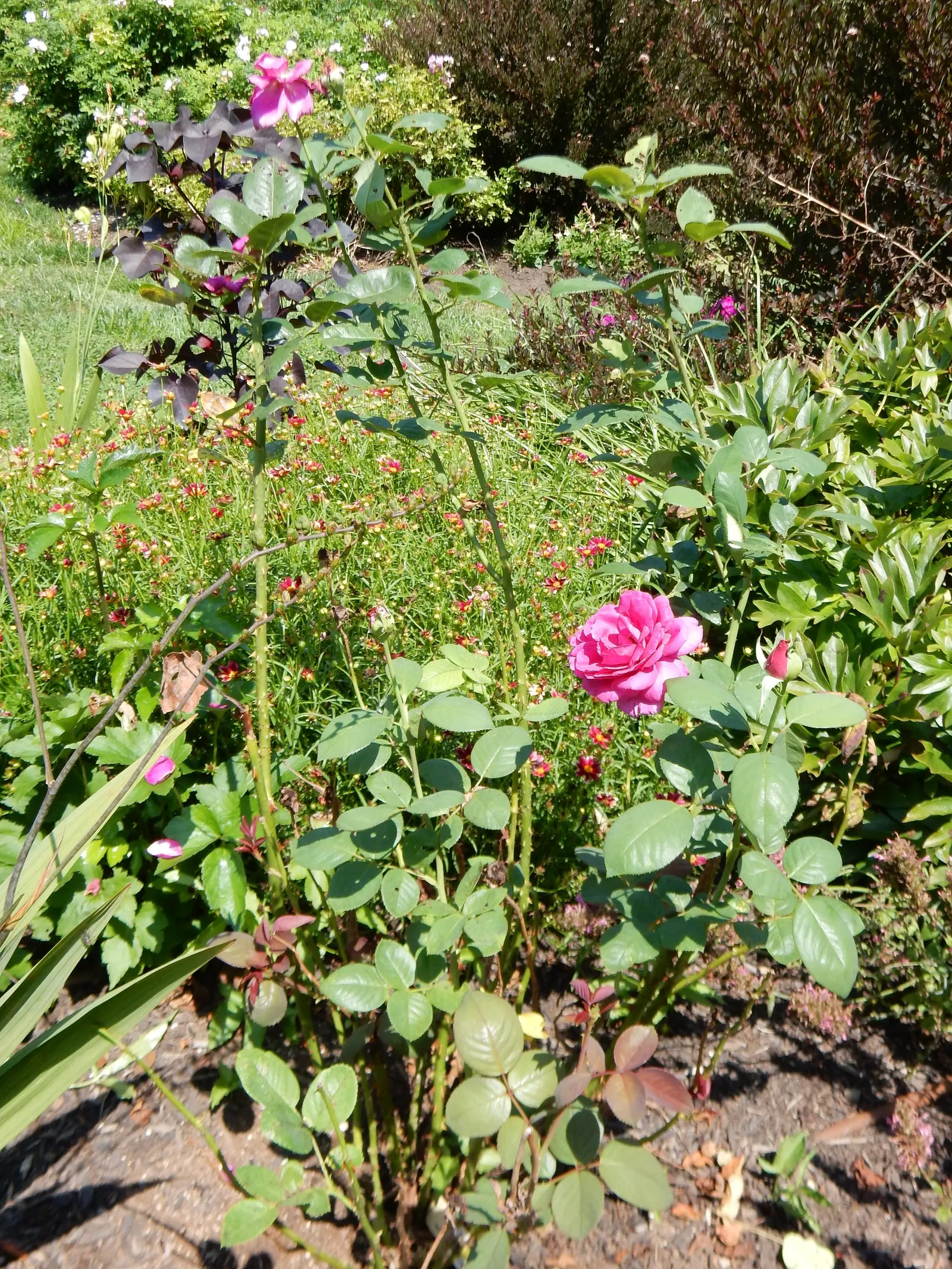 Purple Rose (Rosa 'Purple') — Regular watering is crucial, particularly during dry spells, to keep the soil evenly moist but not waterlogged, image 63