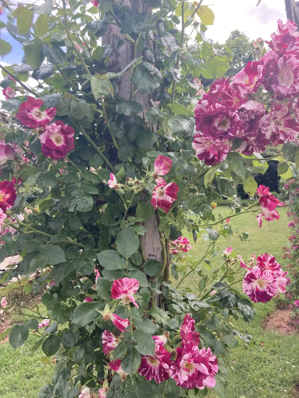 Purple Rose (Rosa 'Purple') — they thrive in well-drained loamy soils with a pH range from 5.6 to 6.5; is a captivating floribunda variety renowned, image 62