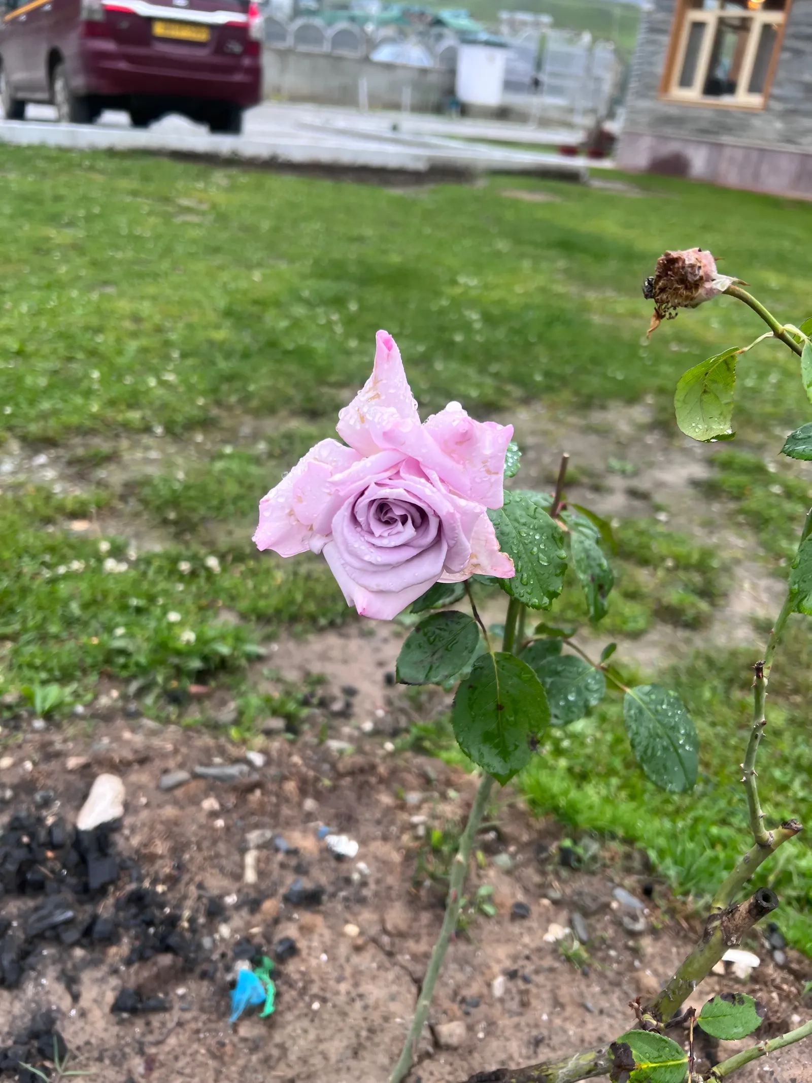 Purple Rose (Rosa 'Purple') — is a captivating floribunda variety renowned for its unique color and fragrance