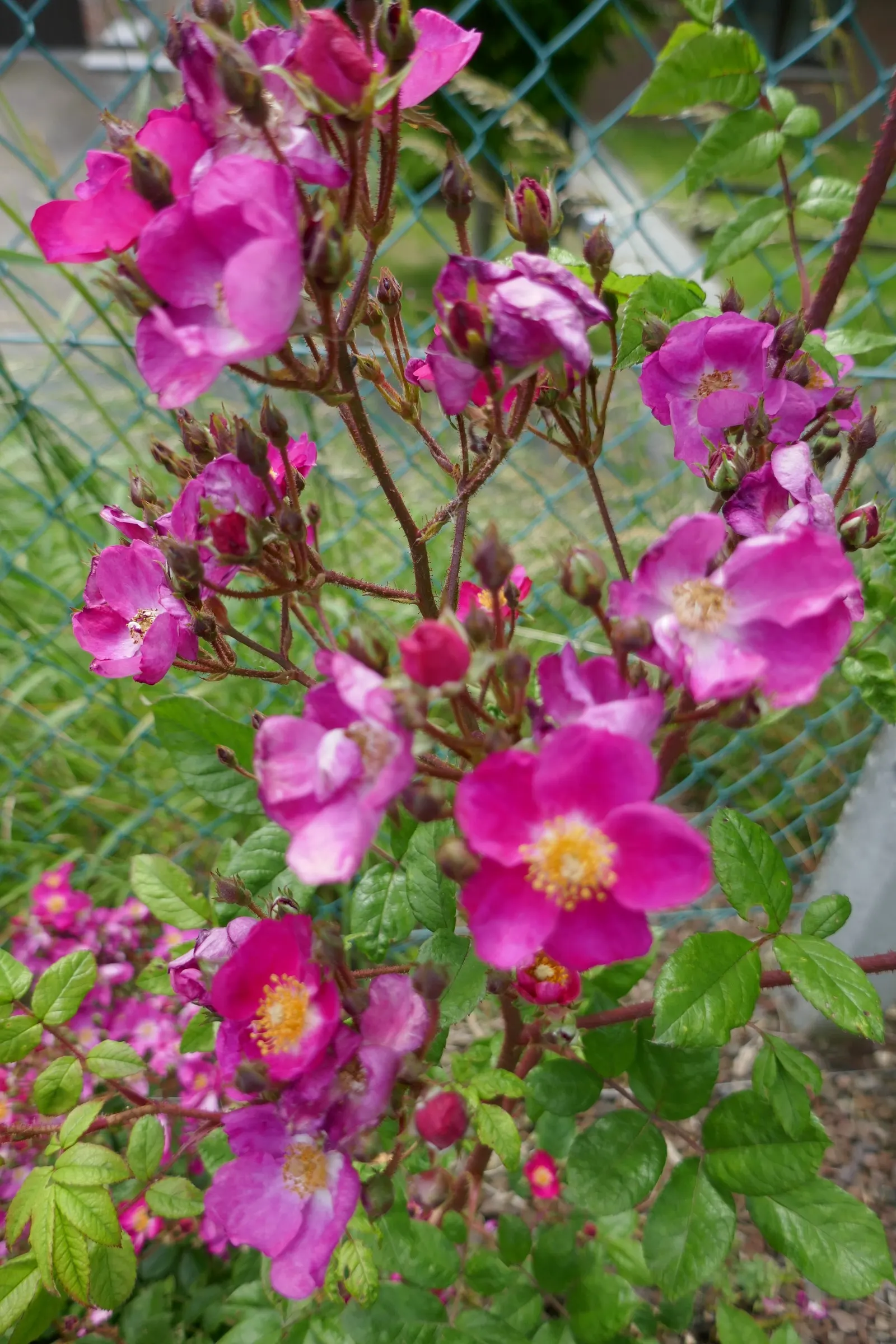 Purple Rose (Rosa 'Purple') — classified botanically as Rosa 'Angel Face'; typically around 3-4 inches in diameter, image 80