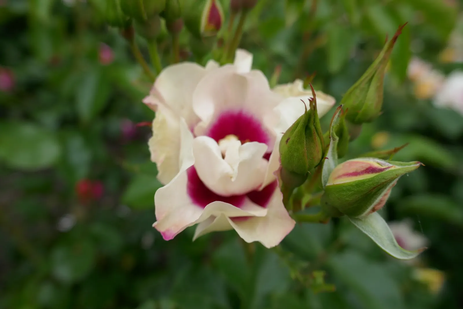 Purple Rose (Rosa 'Purple') — unfurls from pointed buds to reveal a cluster of 25 to 30 petals; it's an excellent choice for mixed borders or as a fragrant