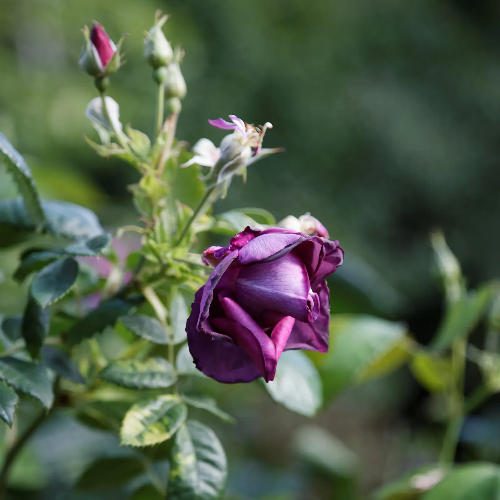 Purple Rose (Rosa 'Purple') — With its spectacular blooms and fragrance; they thrive in well-drained loamy soils with a pH range from 5.6 to 6.5