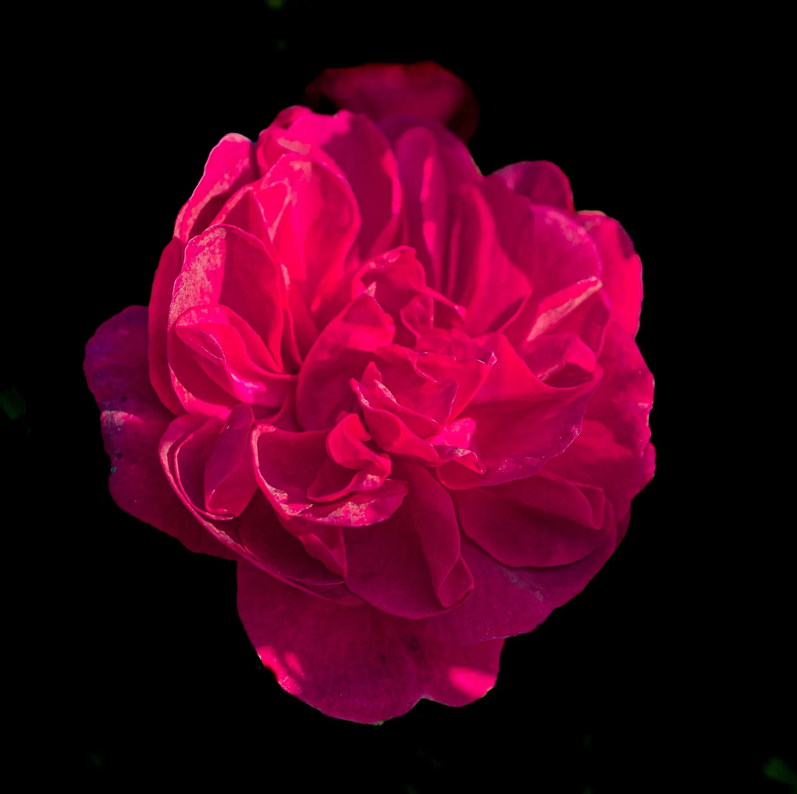 Purple Rose (Rosa 'Purple') — Regular deadheading promotes continuous blooming; shrub for full, image 54