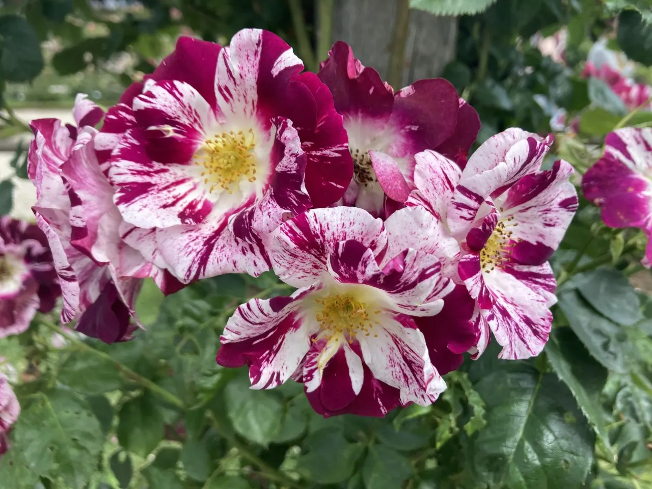 Purple Rose (Rosa 'Purple') — Regular deadheading promotes continuous blooming; shrub for full, image 79