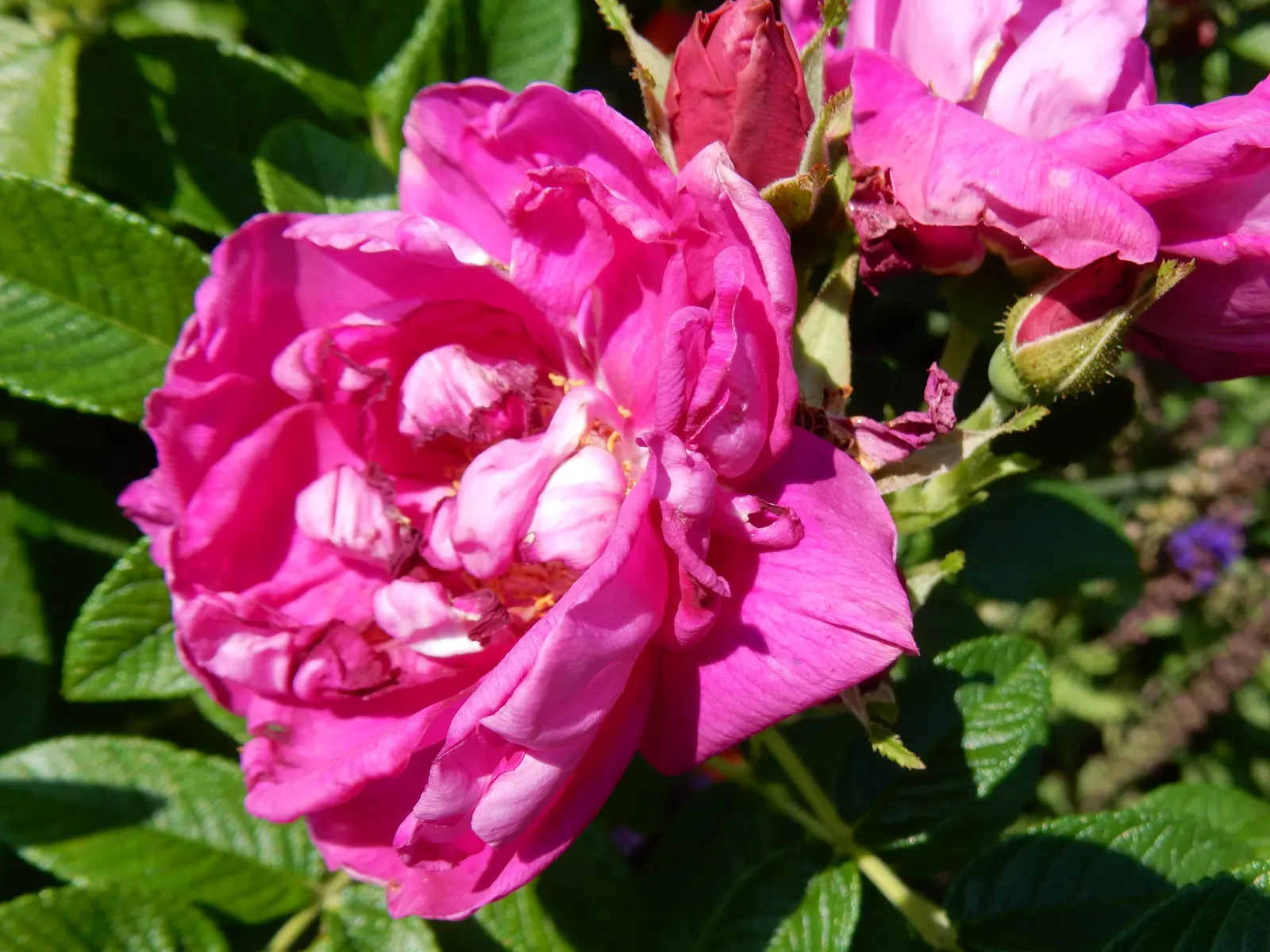 Purple Rose (Rosa 'Purple') — though in the colder end of this range; uSDA hardiness for this variety spans zones 5 through 9