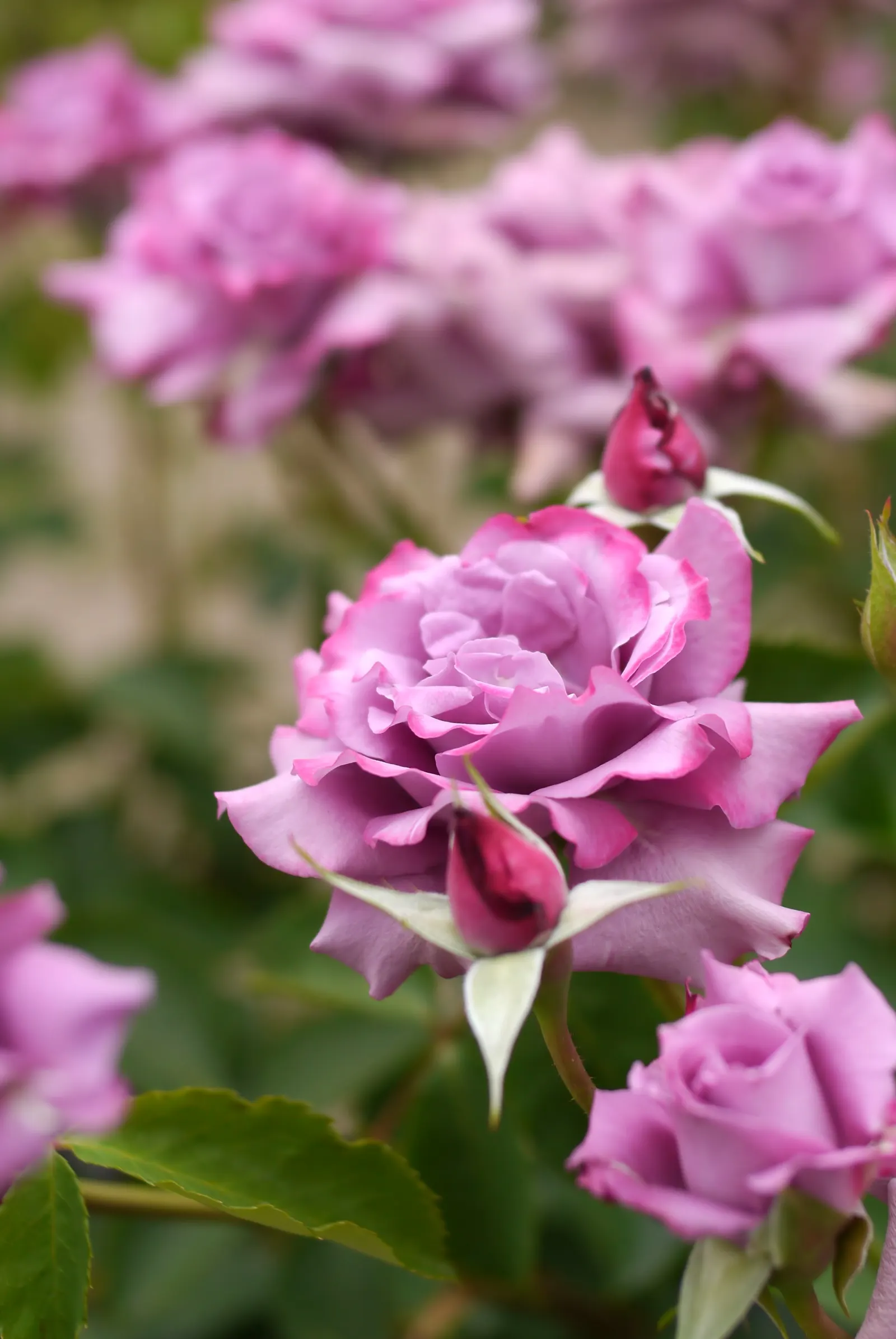 Purple Rose (Rosa 'Purple') — shrub with pink and purple blooms