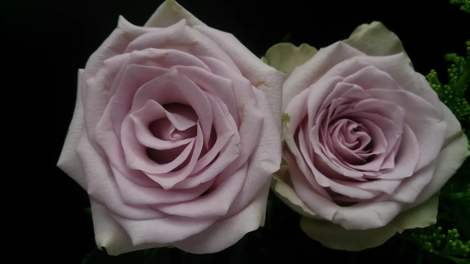 Purple Rose (Rosa 'Purple') — a practice known as deadheading