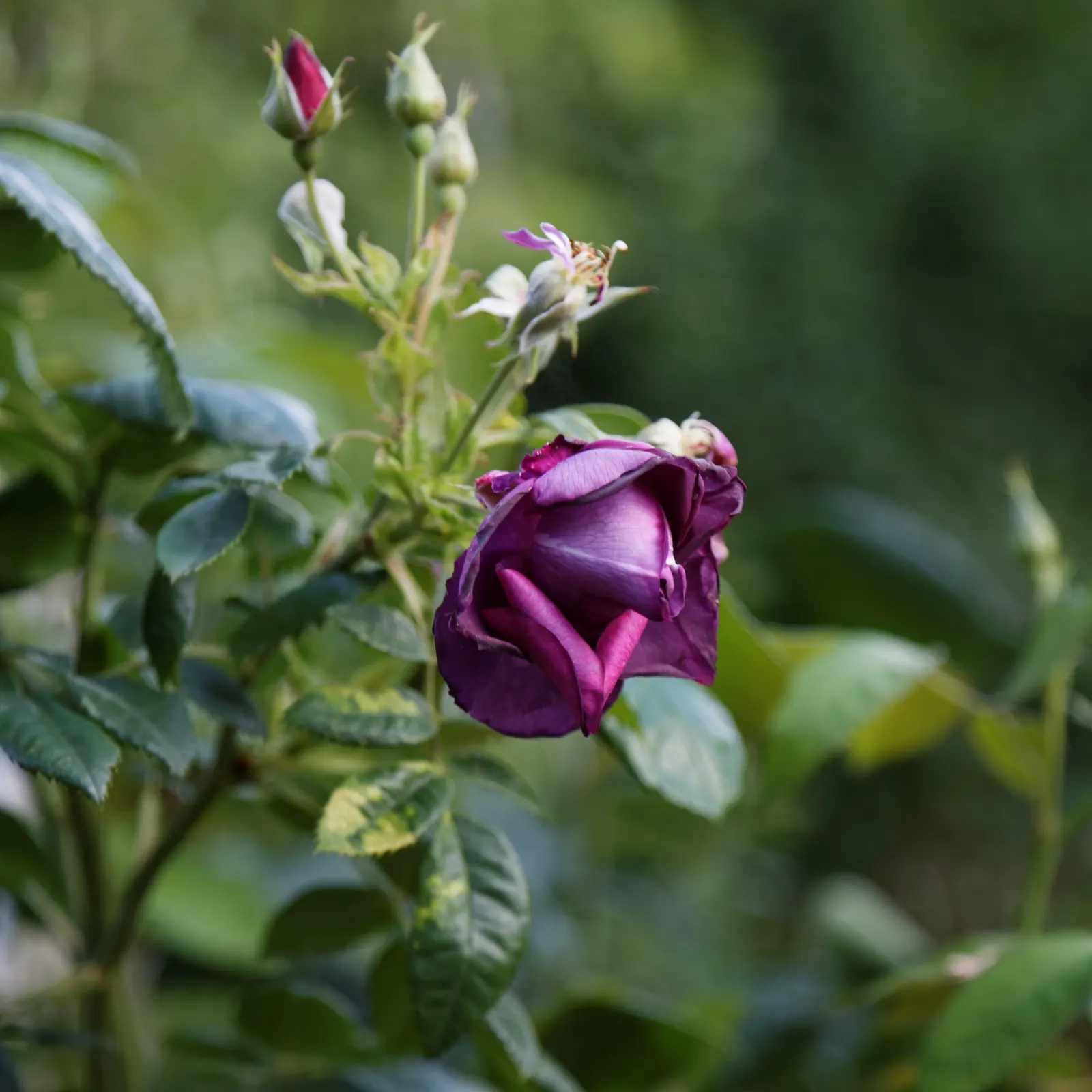 Purple Rose (Rosa 'Purple') — where space can be at a premium.<br><br>Preferring full sun exposure